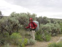 Lush Sage near Bull Springs